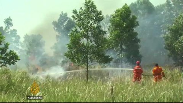 Congo rainforests face growing threat from palm oil plantations