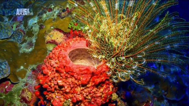 Чудеса голубой планеты Австралия и Океания. 2 Серия .