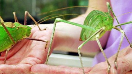 10 Biggest Insects