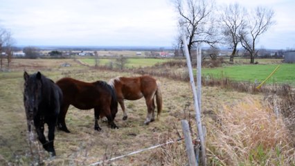 chevaux