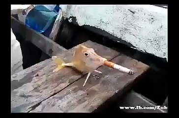 Smoking Funny Fish