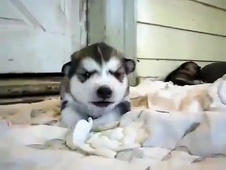 Must see!! Cute puppy howls to crying baby video!