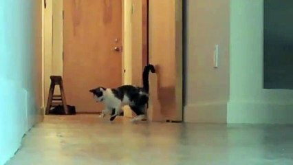 Funny Cats ballet. Scary kitten dancing [lol]