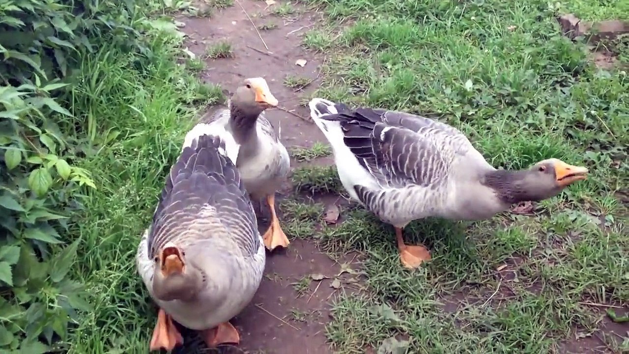 Best Fails of the Week 2 November 2015 || FailArmy