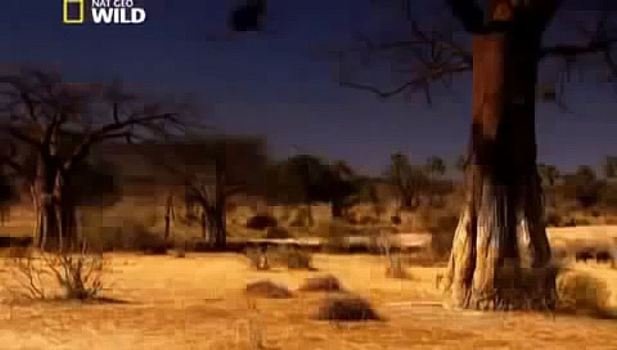 Lions Fighting To Death For Territory [Full Length Nature Wildlife Documentary]