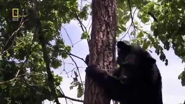 اغرب وثائقي الغابة السرية والغموض الغير المتوقع ناشيونال جيوغرافيك HD national geographic