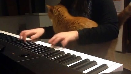 Ничто не остановит кота, если он решил, что пришло время для ласки