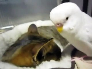 Попугай заигрывает к коту