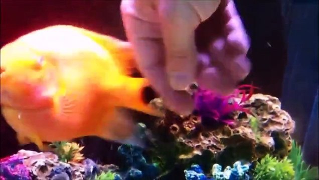 Эта рыбка каждый вечер с нетерпением ждет своего хозяина
