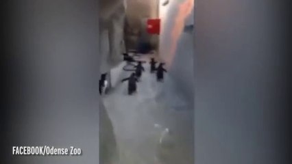 MENGGELIKAN ... LIMA PINGUIN IMUT “MADAGASKAR” MENCOBA KABUR DARI KEBUN BINATANG / VIDEO LUCU