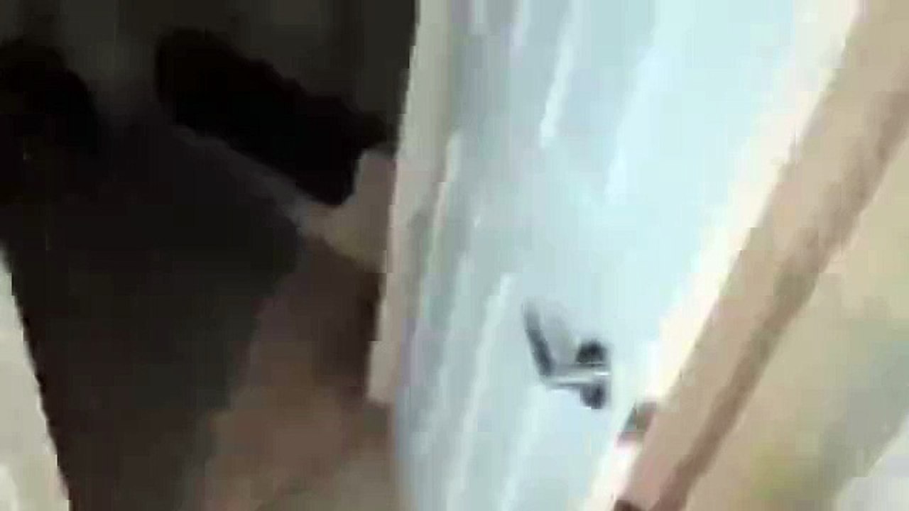Этот кот не боится проблем!