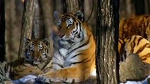 Tigers of Asia Race to Save the Endangered Tigers of Asia Full Documentary