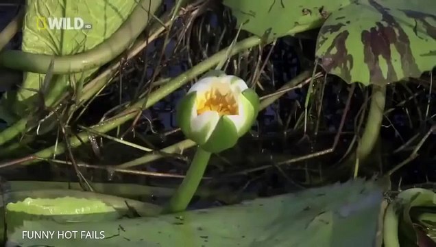 BEST Hyenas Dcumentary 2015 - Wild African Animals Hunting [NEW]