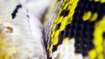 Giant Snake Caught in Red Sea must see