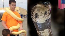 Texas teen commits suicide with venomous cobra, autopsy confirms