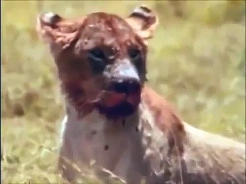 Hyenas Attack - Wild African Animals Hunting & Mating [Nature Wildlife Documentary]