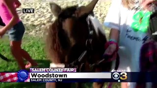 Mini Pony Kicks Girl During A News Interview