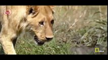 Lions Documentary - Wild Lions And Action - Lions Family Hunting (OFFICIAL)