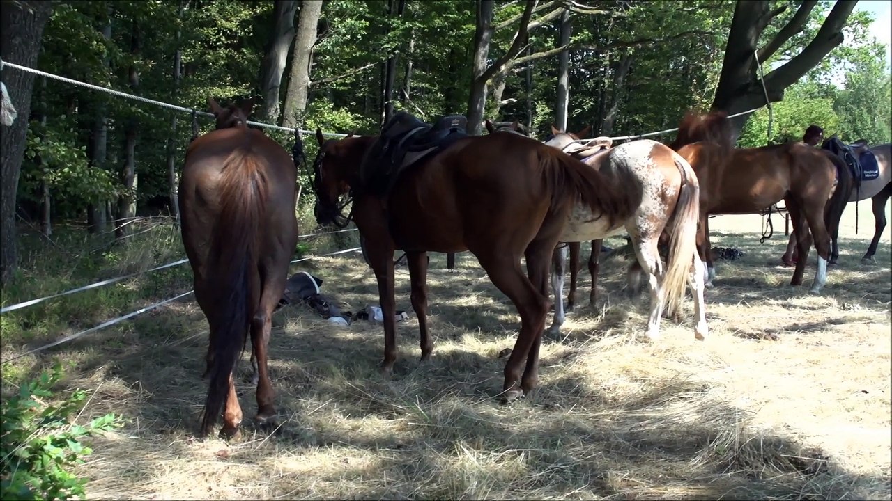 DM Low Goal Luisenlust 2015