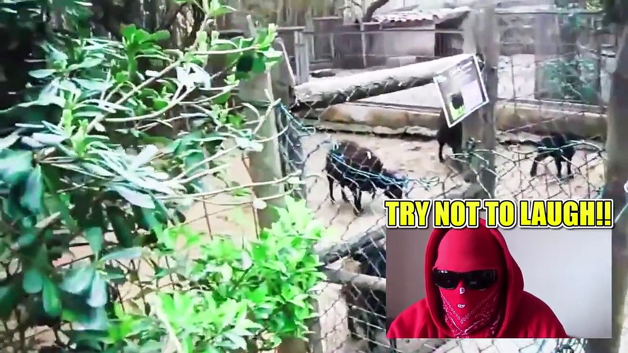 TRY NOT TO LAUGH CHALLENGE VIDEO 6