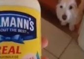 Dog Is Oddly Terrified of Ordinary Household Objects