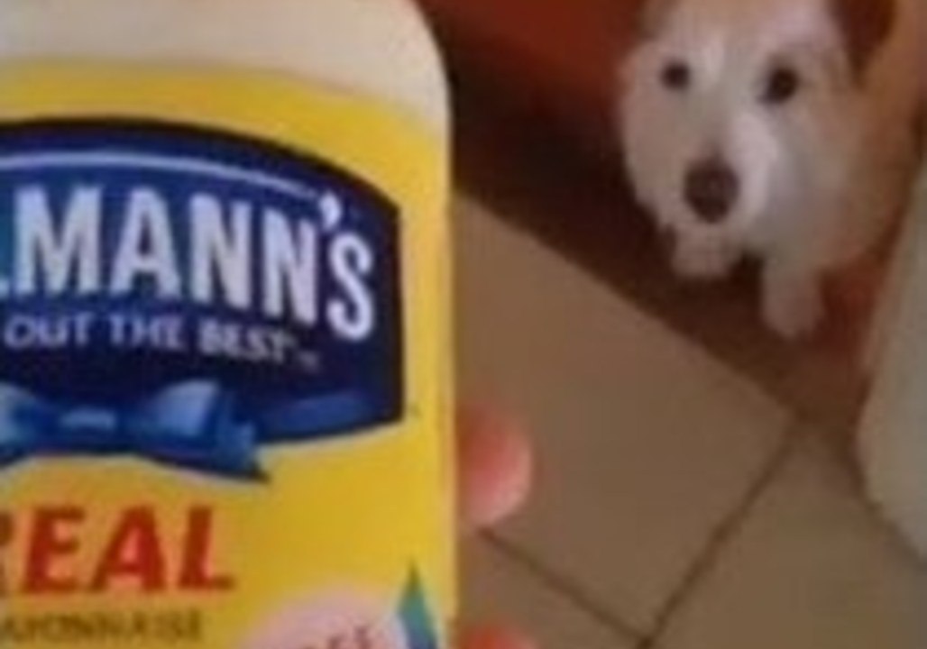 Dog Is Oddly Terrified of Ordinary Household Objects