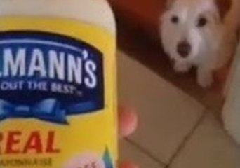 Dog Is Oddly Terrified of Ordinary Household Objects