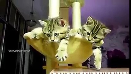 These are very cute Cat