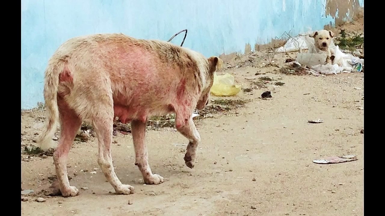 До слез жаль маму и ее 4-х малышей...