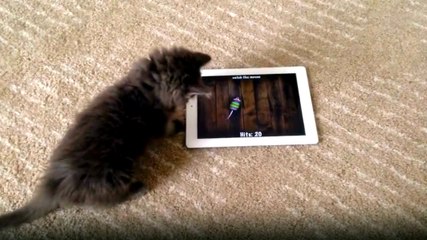 Kedi Tablet Bilgisayarda Fare Yakalamaya Çalıştı