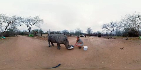 Baby Rhino Devours His Morning Bottle