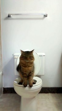 Leur Chat se sert Des toilettes mieux que les hommes