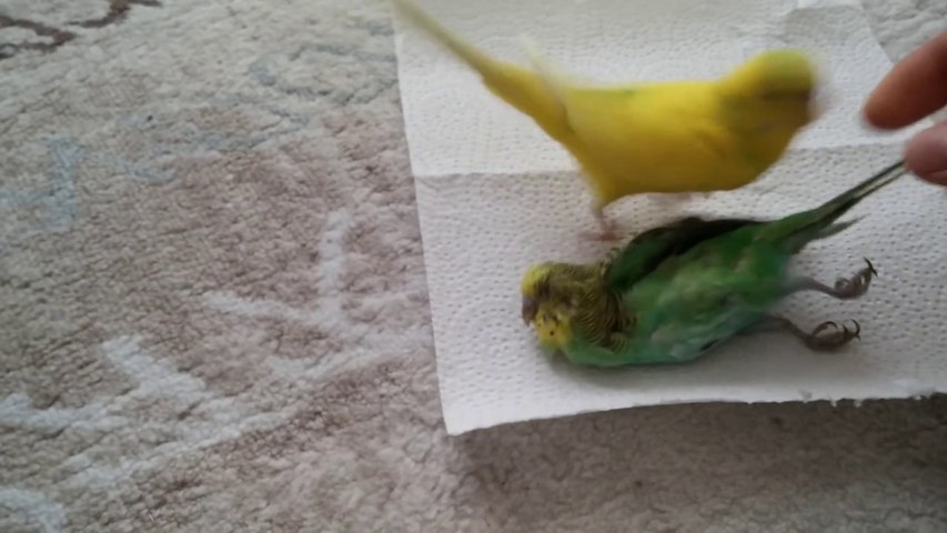 Sad Parrot