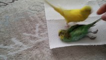 Parrot Mourns Dead Bird is really Sad but so Cute