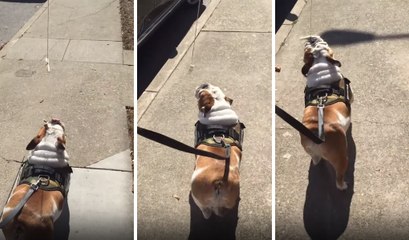 Tembel Köpeğini Trolleyerek Yürüttü