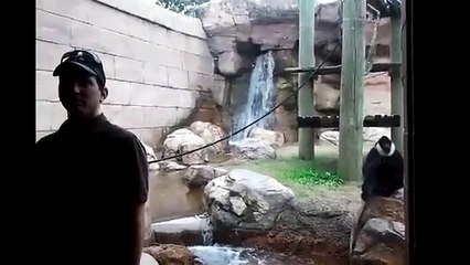 Обезьяна прыгнула на стекло, чтоб напугать туристов