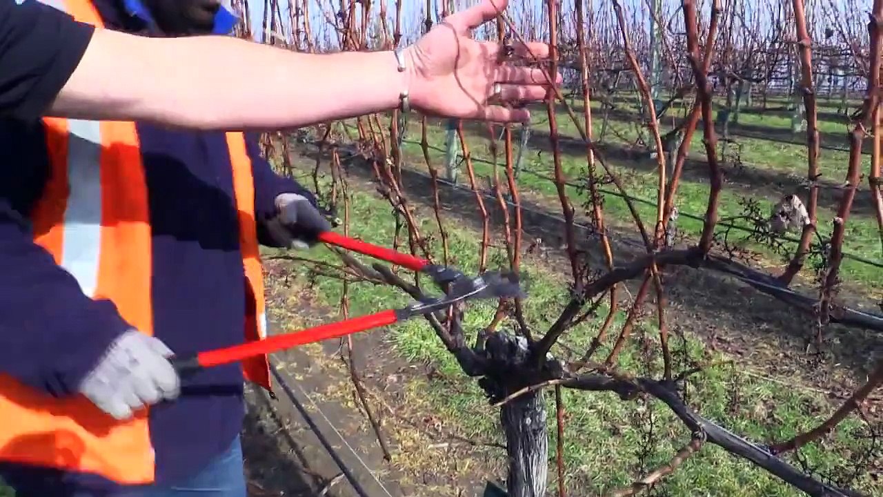 Wine Grape Vine Pruning at Yealands Family Wines, Winter in the Marlborough Wine Region