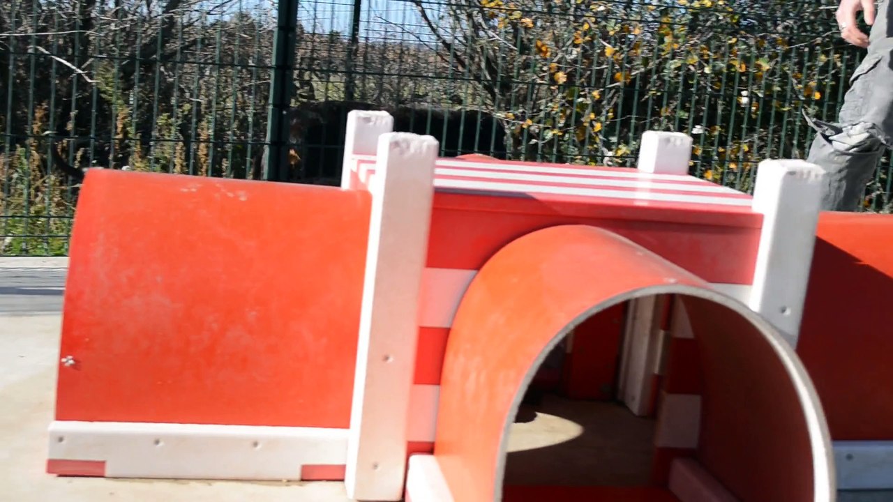 Authentiques Chiots rustiques Beaucerons-Berger de Beauce Noir et feu de 6 semaines à réserver pour décembre 2015