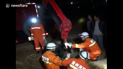 400kg pregnant cow rescued from manhole