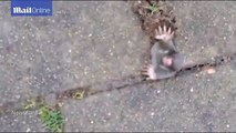 Cute mole stuck in pavemenet struggles to break free
