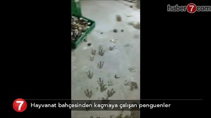 Hayvanat bahçesinden kaçmaya çalışan penguenler yakalandı