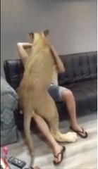 OMG what is lion doing with this man both are friends and kidding