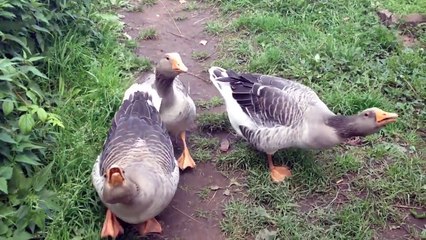 Compilation des meilleurs fails de la semaine #73