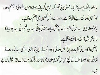 Health Benefits of Mint 🌿