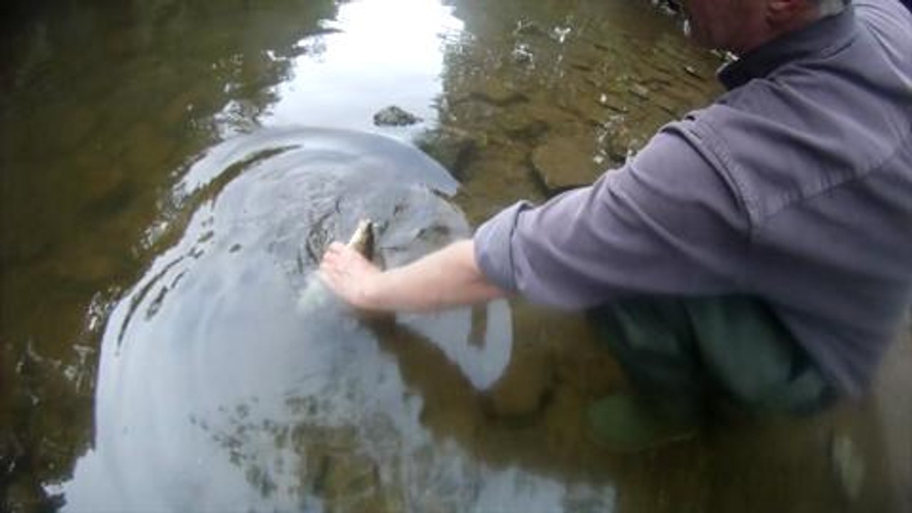 La pêche du barbeau au feeder