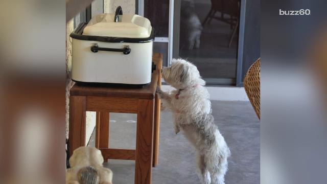 Tips to keep your pets safe during Thanksgiving