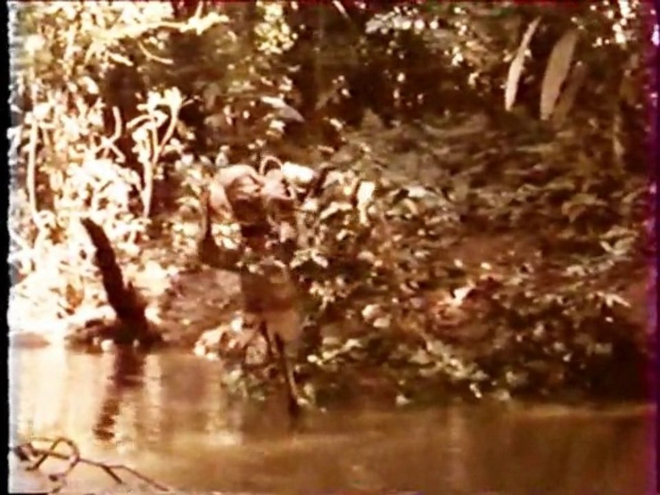 Aventuriers en herbe en Amazonie