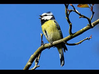 BLUE TIT CALL