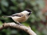WILLOW TIT CALL