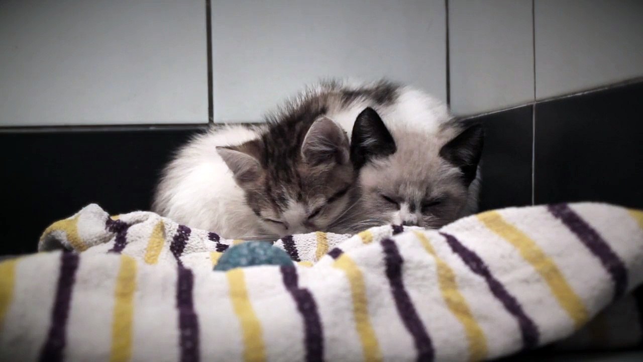 Kittens